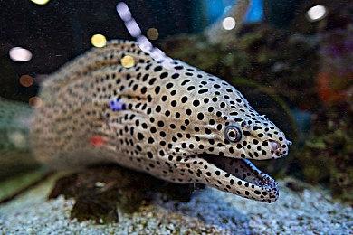 PS商店公布12月游戏下载排行 《幻兽帕鲁》登顶PS5